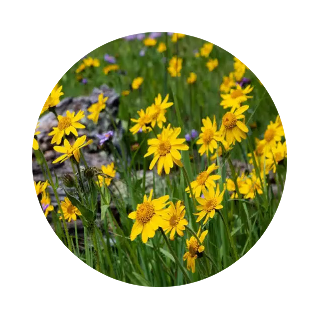 Arnica montana yellow flower close-up