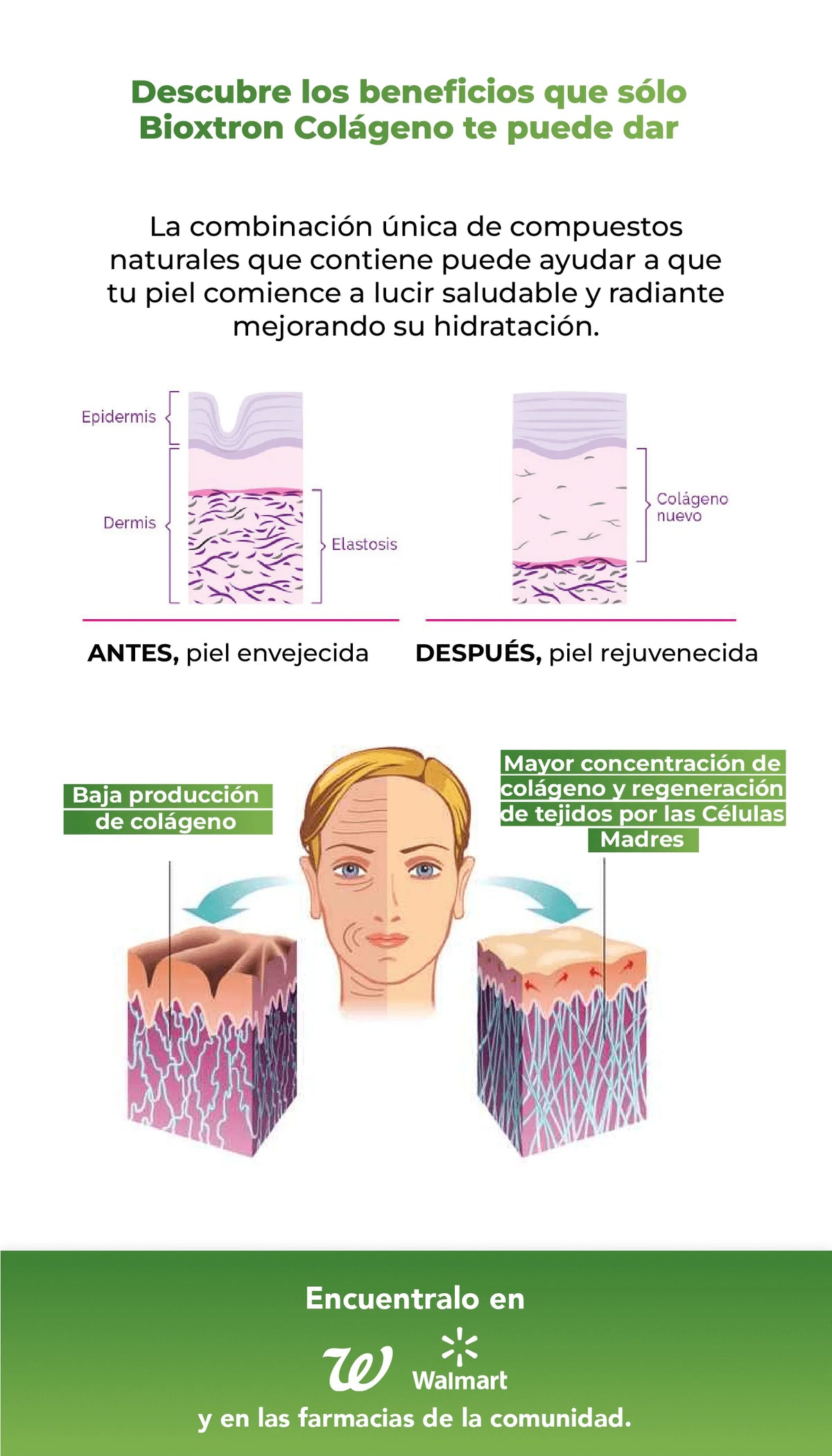 Ilustración que muestra la piel antes y después del envejecimiento y cómo el colágeno contribuye a una mejor apariencia e hidratación