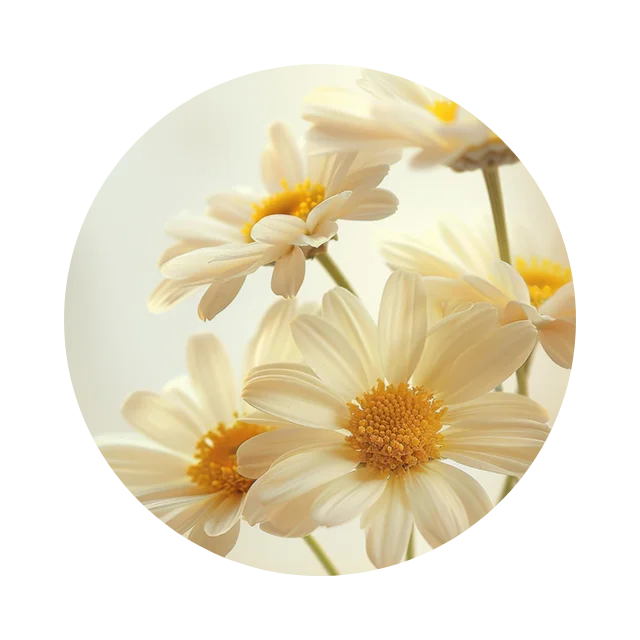 Circular macro image of chamomile and arnica flowers representing calming botanical ingredients