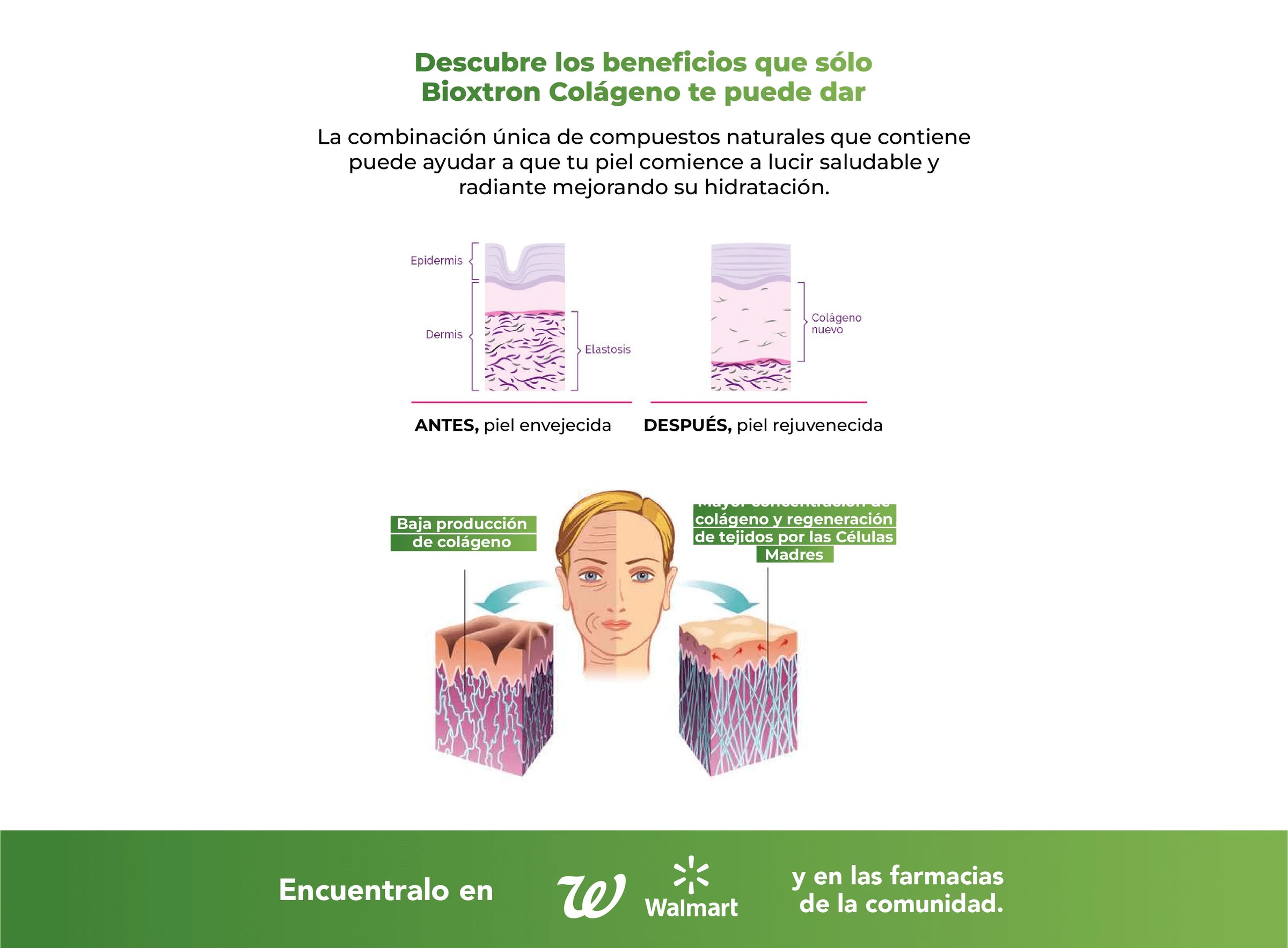 Ilustración comparativa de la piel antes y después mostrando la estructura de la epidermis y dermis con presencia de colágeno