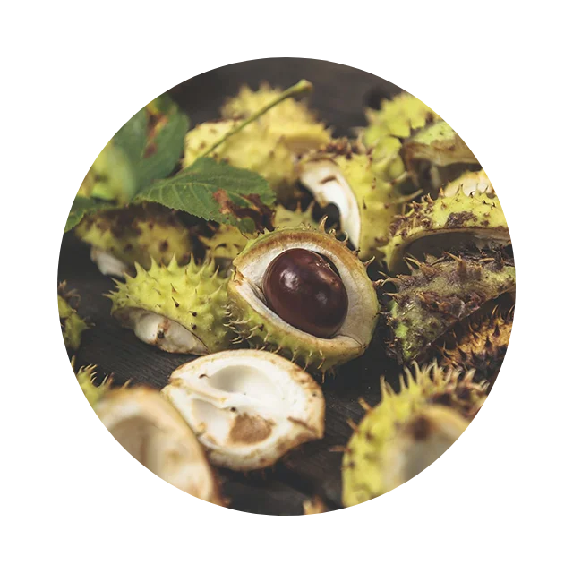 Circular macro image of horse chestnut extract representing revitalizing botanical care
