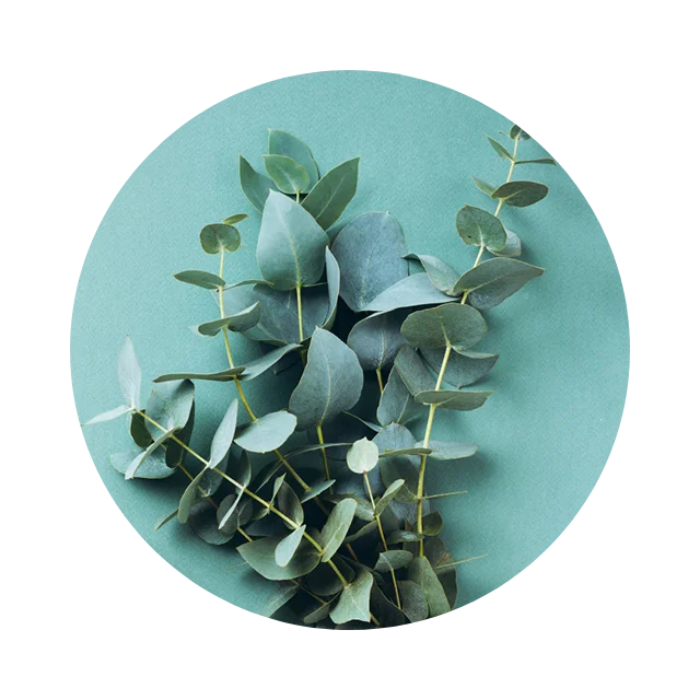 Eucalyptus leaves for refreshing, quick-absorbing topical comfort.