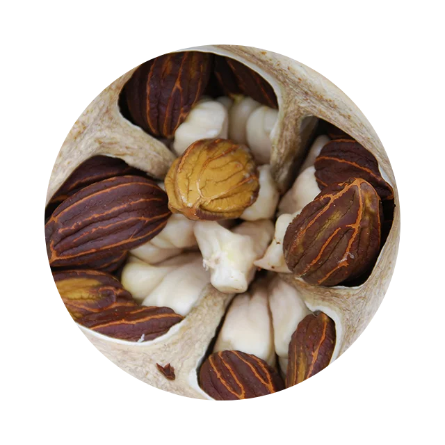 Lecythis minor seed oil as a lightweight botanical ingredient for moisture and shine.