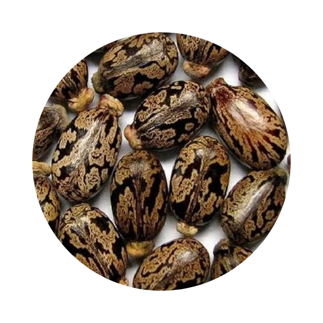 Castor seed oil ingredient used to condition and soften lash and brow hair.