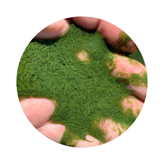 AFA blue-green algae powder in a white spoon beside capsules