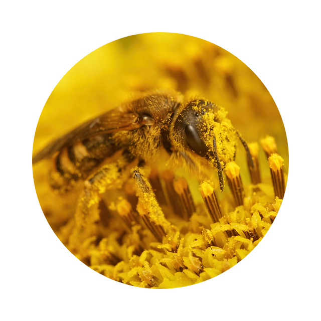 Macro of a bee on a flower symbolizing bee venom (Apitoxin) used in AbeeMed cream.