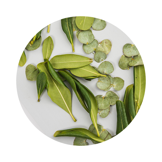 Green plant oils in glass bowls—botanical emollients for soft, nourished skin.