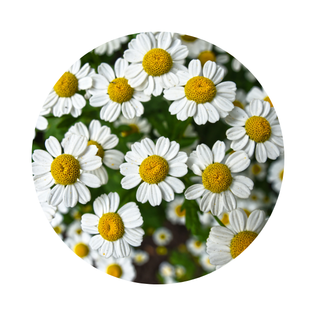 Macro of white chamomile flowers under soft light