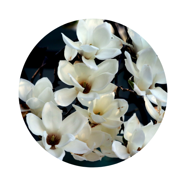 Cream magnolia petals in warm light