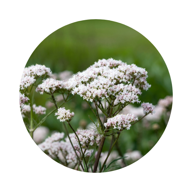 Close-up of pale pink valerian flowers