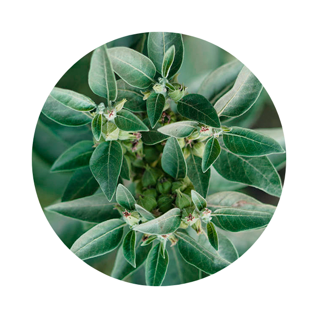 Ashwagandha, adaptogen for stress support.