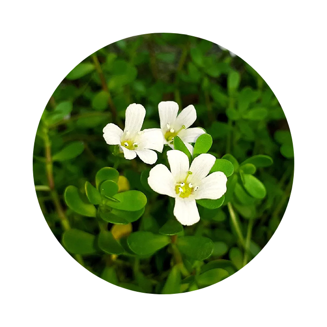 Bacopa monnieri, memory & learning support.