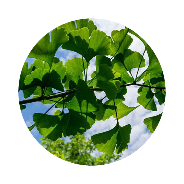Ginkgo biloba, cerebral circulation & focus.