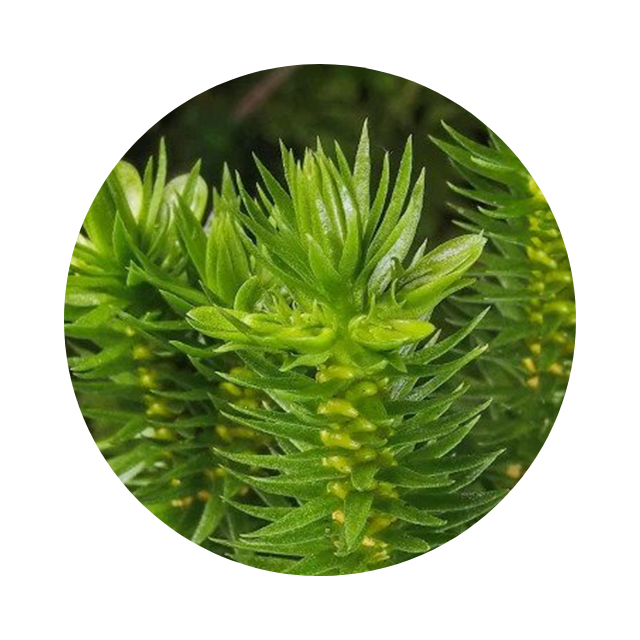 Huperzia serrata (Huperzine A), cholinergic support.