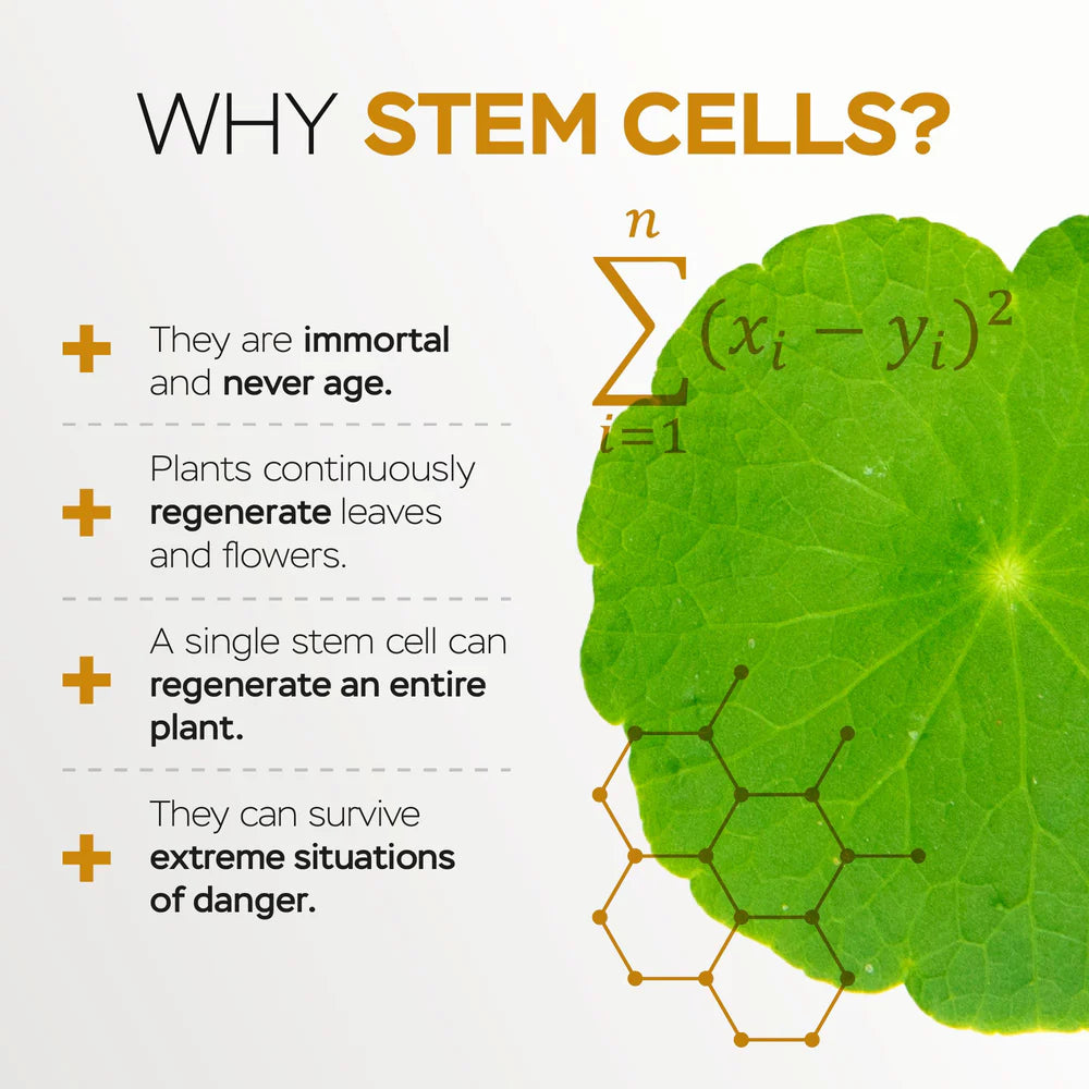 Daytime (AM) and Nighttime (PM) Facial, Neck & Décolleté Rejuvenating Serums with Stem Cells